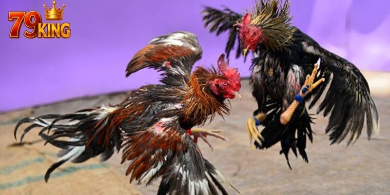 Cược thắng thua là lựa chọn cơ bản nhất hiện nay