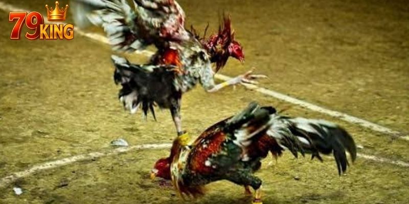 Người chơi nên quan sát phong độ của chiến kê muốn cược